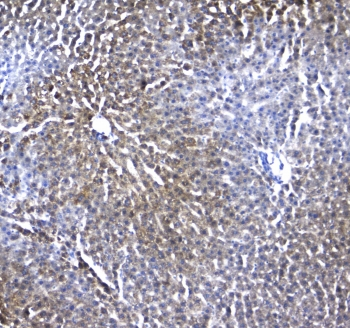 RGN / Regucalcin Antibody - IHC testing of FFPE rat liver tissue with IRF7 antibody at 1ug/ml. Required HIER: steam section in pH6 citrate buffer for 20 min and allow to cool prior to staining.