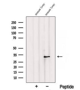 RGN / Regucalcin Antibody - Western blot analysis of extracts of mouse liver tissue using RGN/SMP30 antibody. The lane on the left was treated with blocking peptide.