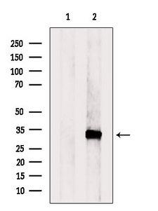 RGN / Regucalcin Antibody