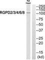 RGPD2+3+4+6+8 Antibody - Western blot analysis of extracts from rat heart cells, using RGPD2/3/4/6/8 antibody.