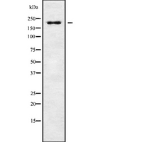 RGPD5 Antibody - Western blot analysis of RGPD5 using A549 whole cells lysates