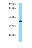 RGR Antibody - RGR antibody Western blot of PANC1 Cell lysate. Antibody concentration 1 ug/ml.  This image was taken for the unconjugated form of this product. Other forms have not been tested.