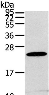 RGS1 Antibody - Western blot analysis of RAW264.7 cell, using RGS1 Polyclonal Antibody at dilution of 1:400.