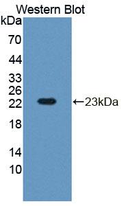 RGS10 Antibody - Western Blot; Sample: Recombinant protein.