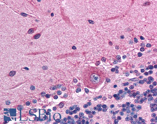 RGS10 Antibody - Anti-RGS10 antibody IHC of human brain, cerebellum. Immunohistochemistry of formalin-fixed, paraffin-embedded tissue after heat-induced antigen retrieval. Antibody concentration 5 ug/ml.  This image was taken for the unconjugated form of this product. Other forms have not been tested.