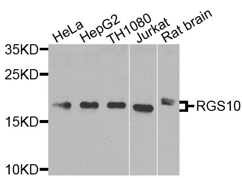 RGS10 Antibody - Western blot analysis of extracts of various cells.