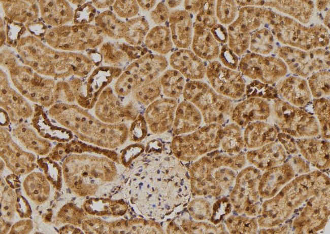 RGS10 Antibody - 1:100 staining rat kidney tissue by IHC-P. The sample was formaldehyde fixed and a heat mediated antigen retrieval step in citrate buffer was performed. The sample was then blocked and incubated with the antibody for 1.5 hours at 22°C. An HRP conjugated goat anti-rabbit antibody was used as the secondary.