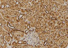 RGS10 Antibody - 1:100 staining rat kidney tissue by IHC-P. The sample was formaldehyde fixed and a heat mediated antigen retrieval step in citrate buffer was performed. The sample was then blocked and incubated with the antibody for 1.5 hours at 22°C. An HRP conjugated goat anti-rabbit antibody was used as the secondary.