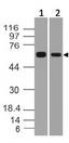 RGS11 Antibody - Fig-1: Western blot analysis of h RGS11. Anti-h RGS11 antibody was used at 1 µg/ml on (1) U87 and (2) T98G lysates.