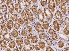 RGS11 Antibody - Immunochemical staining of human RGS11 in human stomach with rabbit polyclonal antibody at 1:100 dilution, formalin-fixed paraffin embedded sections.