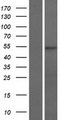 RGS11 Protein - Western validation with an anti-DDK antibody * L: Control HEK293 lysate R: Over-expression lysate