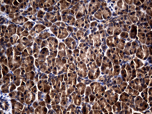 RGS13 Antibody - Immunohistochemical staining of paraffin-embedded Human pancreas tissue within the normal limits using anti-RGS13 mouse monoclonal antibody. (Heat-induced epitope retrieval by 1mM EDTA in 10mM Tris buffer. (pH8.5) at 120°C for 3 min. (1:150)