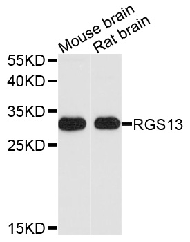 RGS13 Antibody - Western blot analysis of extracts of various cell lines, using RGS13 antibody at 1:1000 dilution. The secondary antibody used was an HRP Goat Anti-Rabbit IgG (H+L) at 1:10000 dilution. Lysates were loaded 25ug per lane and 3% nonfat dry milk in TBST was used for blocking. An ECL Kit was used for detection and the exposure time was 90s.