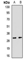 RGS13 Antibody