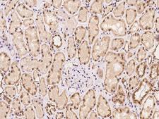 RGS13 Antibody - Immunochemical staining of human RGS13 in human kidney with rabbit polyclonal antibody at 1:100 dilution, formalin-fixed paraffin embedded sections.