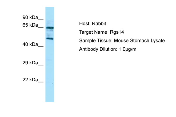 RGS14 Antibody -  This image was taken for the unconjugated form of this product. Other forms have not been tested.