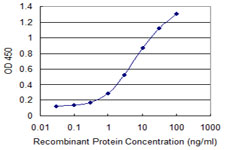 RGS14 Antibody - Detection limit for recombinant GST tagged RGS14 is 0.1 ng/ml as a capture antibody.