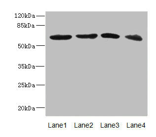 RGS14 Antibody - Western blot All Lanes: RGS14 antibody at 3.88ug/ml Lane 1: 293T whole cell lysate Lane 2: Hela whole cell lysate Lane 3: Jurkat whole cell lysate Lane 4: SH-SY5Y whole cell lysate Secondary Goat polyclonal to rabbit IgG at 1/10000 dilution Predicted band size: 62,22,45,37 kDa Observed band size: 61 kDa