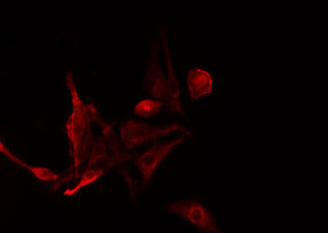 RGS14 Antibody - Staining NIH-3T3 cells by IF/ICC. The samples were fixed with PFA and permeabilized in 0.1% Triton X-100, then blocked in 10% serum for 45 min at 25°C. The primary antibody was diluted at 1:200 and incubated with the sample for 1 hour at 37°C. An Alexa Fluor 594 conjugated goat anti-rabbit IgG (H+L) antibody, diluted at 1/600, was used as secondary antibody.