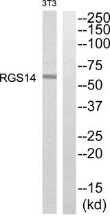 RGS14 Antibody - Western blot analysis of extracts from NIH/3T3 cells, using RGS14 antibody.