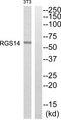 RGS14 Antibody - Western blot analysis of extracts from NIH/3T3 cells, using RGS14 antibody.