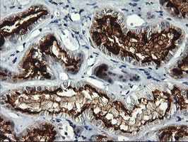 RGS16 Antibody - IHC of paraffin-embedded Human Kidney tissue using anti-RGS16 mouse monoclonal antibody. (Heat-induced epitope retrieval by 10mM citric buffer, pH6.0, 100C for 10min).