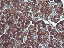 RGS16 Antibody - IHC of paraffin-embedded Human pancreas tissue using anti-RGS16 mouse monoclonal antibody. (Heat-induced epitope retrieval by 10mM citric buffer, pH6.0, 100C for 10min).