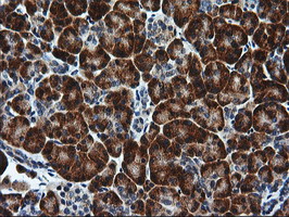 RGS16 Antibody - IHC of paraffin-embedded Human pancreas tissue using anti-RGS16 mouse monoclonal antibody.