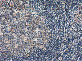 RGS16 Antibody - IHC of paraffin-embedded Human tonsil using anti-RGS16 mouse monoclonal antibody.