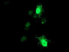 RGS16 Antibody - Anti-RGS16 mouse monoclonal antibody immunofluorescent staining of COS7 cells transiently transfected by pCMV6-ENTRY RGS16.