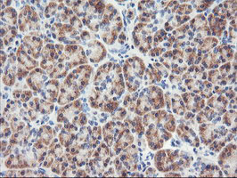 RGS16 Antibody - IHC of paraffin-embedded Human pancreas tissue using anti-RGS16 mouse monoclonal antibody.