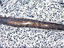 RGS16 Antibody - IHC of paraffin-embedded Human endometrium tissue using anti-RGS16 mouse monoclonal antibody.