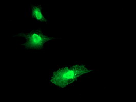RGS16 Antibody - Anti-RGS16 mouse monoclonal antibody immunofluorescent staining of COS7 cells transiently transfected by pCMV6-ENTRY RGS16.