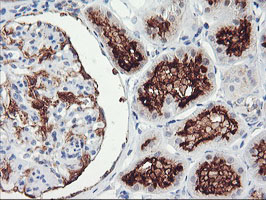 RGS16 Antibody - IHC of paraffin-embedded Human Kidney tissue using anti-RGS16 mouse monoclonal antibody.