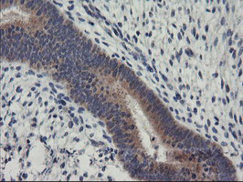 RGS16 Antibody - IHC of paraffin-embedded Human endometrium tissue using anti-RGS16 mouse monoclonal antibody.