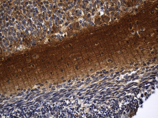 RGS17 / RGSZ2 Antibody - Immunohistochemical staining of paraffin-embedded Human embryonic cerebellum within the normal limits using anti-RGS17 mouse monoclonal antibody. (Heat-induced epitope retrieval by 1mM EDTA in 10mM Tris buffer. (pH8.5) at 120°C for 3 min. (1:500)