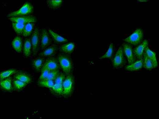 RGS18 Antibody - Immunofluorescent analysis of HepG2 cells using RGS18 Antibody at a dilution of 1:100 and Alexa Fluor 488-congugated AffiniPure Goat Anti-Rabbit IgG(H+L)