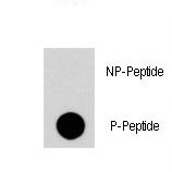 RGS19 Antibody - Dot blot of Phospho-RGS19-S24 Antibody on nitrocellulose membrane. 50ng of Phospho-peptide or Non Phospho-peptide per dot were adsorbed. Antibody working concentrations are 0.5ug per ml.