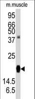 RGS19 Antibody - Western blot of anti-RGS19 Antibody (S151) in mouse muscle tissue lysates (35 ug/lane). RGS19(arrow) was detected using the purified antibody.
