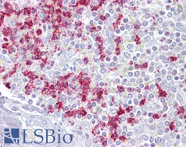RGS2 Antibody - Anti-RGS2 antibody IHC of human spleen. Immunohistochemistry of formalin-fixed, paraffin-embedded tissue after heat-induced antigen retrieval. Antibody concentration 5 ug/ml.  This image was taken for the unconjugated form of this product. Other forms have not been tested.