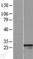 RGS2 Protein - Western validation with an anti-DDK antibody * L: Control HEK293 lysate R: Over-expression lysate