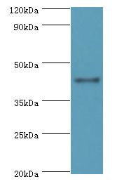 RGS20 / RGSZ1 Antibody - Western blot. All lanes: RGS20 antibody at 8 ug/ml+mouse brain tissue. Secondary antibody: Goat polyclonal to rabbit at 1:10000 dilution. Predicted band size: 44 kDa. Observed band size: 44 kDa.