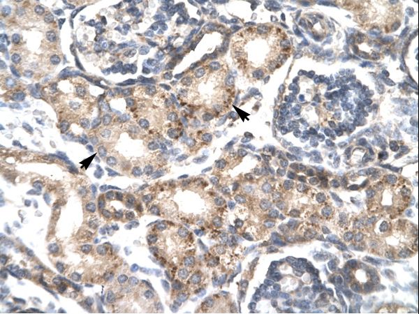 RGS20 / RGSZ1 Antibody - RGS20 antibody ARP34053_T100-NP_003693-RGS20 (regulator of G-protein signalling 20) Antibody was used in IHC to stain formalin-fixed, paraffin-embedded human kidney.  This image was taken for the unconjugated form of this product. Other forms have not been tested.