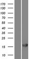 RGS21 Protein - Western validation with an anti-DDK antibody * L: Control HEK293 lysate R: Over-expression lysate