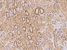 RGS22 Antibody - Immunochemical staining of human RGS22 in human kidney with rabbit polyclonal antibody at 1:100 dilution, formalin-fixed paraffin embedded sections.