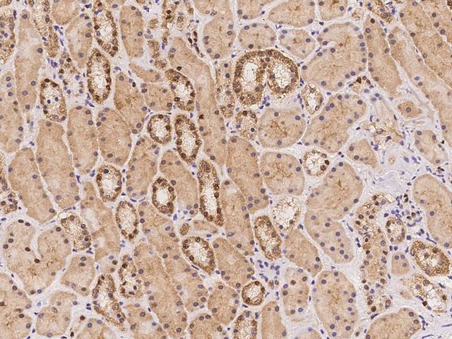 RGS22 Antibody - Immunochemical staining of human RGS22 in human kidney with rabbit polyclonal antibody at 1:100 dilution, formalin-fixed paraffin embedded sections.
