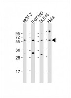 RGS3 Antibody - All lanes: Anti-RGS3 Antibody (N-Term) at 1:1000 dilution. Lane 1: MCF-7 whole cell lysate. Lane 2: U-87 MG whole cell lysate. Lane 3: DU145 whole cell lysate. Lane 4: HeLa whole cell lysate Lysates/proteins at 20 ug per lane. Secondary Goat Anti-Rabbit IgG, (H+L), Peroxidase conjugated at 1:10000 dilution. Predicted band size: 57 kDa. Blocking/Dilution buffer: 5% NFDM/TBST.