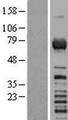 RGS3 Protein - Western validation with an anti-DDK antibody * L: Control HEK293 lysate R: Over-expression lysate