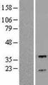 RGS3 Protein - Western validation with an anti-DDK antibody * L: Control HEK293 lysate R: Over-expression lysate