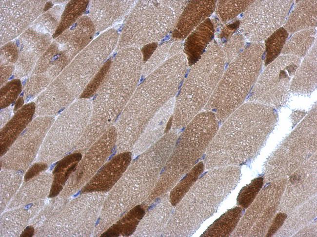 RGS4 Antibody - IHC of paraffin-embedded Muscle using RGS4 antibody at 1:500 dilution.